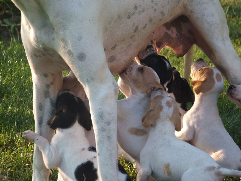 Naissance des premiers pointers des Orcières